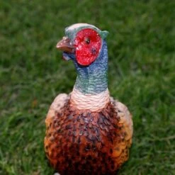 Fazant Beeld -Bsi Verkoop 1568629125 2 600