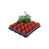 Tray Met 20 Kweekpotjes 6 Cm -Bsi Verkoop 1597239142 1 600