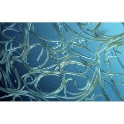 Aquanemix 1.25 V - Doseersproeier Voor Aaltjes -Bsi Verkoop auquanemix 125 v doseersproeier 1497858309 1 600