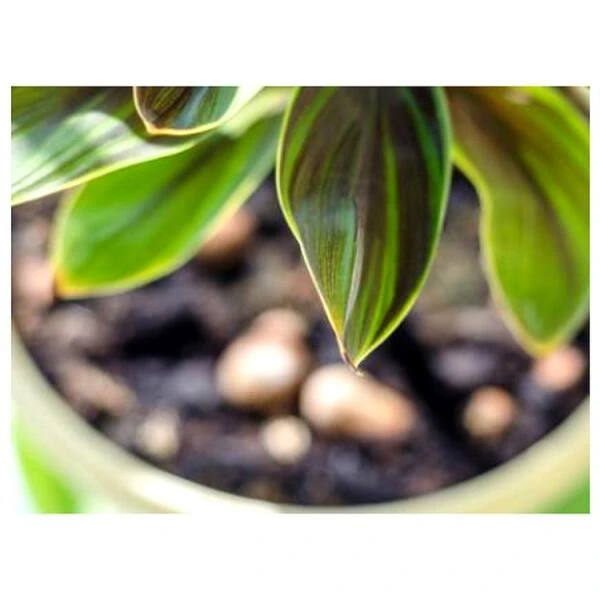 Substral Bladglans 250 Ml 4 Substral Bladglans 250 Ml - Afbeelding 2