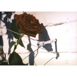 Geleidingssysteem Voor Klimplanten Palissa -Bsi Verkoop geleidingssysteem voor klimplanten 1601382137 3 600