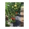 Gronddoek Met Openingen Voor Tomaten - 60 Cm × 5 M -Bsi Verkoop gronddoek tomaten 60 cm x 5 m 1513847223 1 600