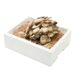 Kweekset Grijze Oesterzwammen 7,5 Liter -Bsi Verkoop kweekset grijze oesterzwammen 1484067275 2 600