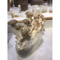 Kweekset 7,5 Liter Koningsoesterzwam -Bsi Verkoop kweekset koningsoesterzwam 75 l 1486031844 1 600