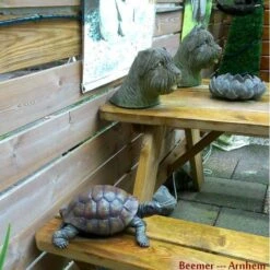 Landschildpad - Levensecht 6 Landschildpad - Levensecht -Bsi Verkoop landschildpad levensecht 1484056222 2 600