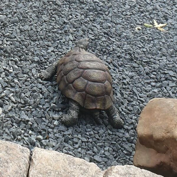 Landschildpad - Levensecht 5 Landschildpad - Levensecht - Afbeelding 3