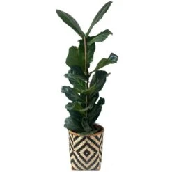 Mand Greece Zwart Naturel - Set Van 3 Stuks 9 Mand Greece Zwart Naturel - Set Van 3 Stuks -Bsi Verkoop mand greece zwart naturel 1612447409 1 600