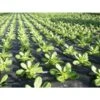 Mulchvlies - Aardbeifolie 1,5 M × 5 M -Bsi Verkoop mulchvlies 15 m x 5 m 1484065526 1 600