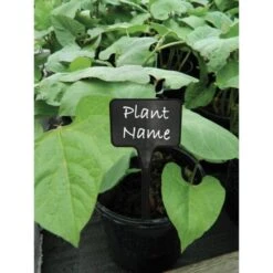 Plantenbordjes Zwart Kunststof - 14 Cm - Set Van 10 Stuks -Bsi Verkoop plantenbordjes zwart 14 cm 1608552375 2 600