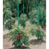 Plantensteun Voor Tomaten Met Waterreserve - 180 Cm -Bsi Verkoop plantsteun voor tomaten met waterreserve 1m80 1602162794 1 600
