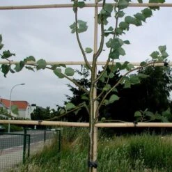 Vigne-fix 7 Cm Plantenbinder - 500 G -Bsi Verkoop vignefix 7 cm plantenbinder 1547134454 1 600